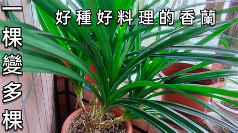 班蘭葉種植方法|【班蘭葉種植方法】揭密班蘭葉種植秘訣：擺脱種不活。